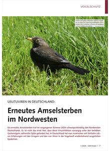 Auf diesem Bild sehen Sie das Produktbild fr USUTUVIREN IN DEUTSCHLAND ERNEUTES AMSELSTERBEN IM NORD WESTEN