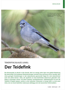 Auf diesem Bild sehen Sie das Produktbild fr TENERIFFAS BLAUES JUWEL DER TEIDEFINK