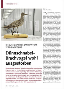 Auf diesem Bild sehen Sie das Produktbild fr DIE SUCHE NACH EINEM PHANTOM WIRD EINGESTELLT DNNSCHNABEL- BRACHVOGEL WOHL AUSGESTORBEN