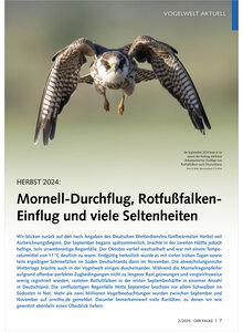 Auf diesem Bild sehen Sie das Produktbild fr VOGELWELT AKTUELL HERBST 2024 MORNELL-DURCHFLUG, ROTFUSS FALKEN-EINFLUG UND VIELE