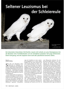 Auf diesem Bild sehen Sie das Produktbild fr SELTENER LEUZISMUS BEI DER SCHLEIEREULE