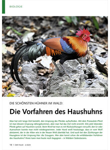 DIE SCHNSTEN HHNER IM WALD DIE VORFAHREN DES HAUSHUHNS