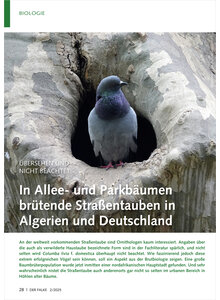 IN ALLEE- UND PARKBUMEN BRTENDE STRASSENTAUBEN IN ALGERIEN UND DEUTSCHLAND
