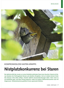 KOMPROMISSLOSE KASTEN-KMPFE NISTPLATZKONKURRENZ BEI STAREN