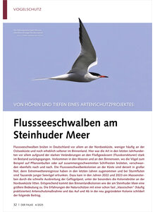 VON HHEN UND TIEFEN EINES ART ARTENSCHUTZPROJEKTES FLUSSSEE SCHWALBEN AM STEINHUDER MEER