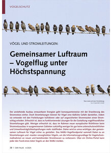 VGEL UND STROMLEITUNGEN GEMEINSAMER LUFTRAUM VOGELFLUG UNTER HCHSTSPANNUNG