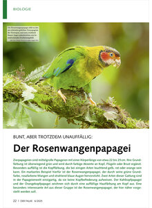 Auf diesem Bild sehen Sie das Produktbild fr BUNT ABER TROTZDEM UNAUFFLLIG DER ROSENWANGENPAPAGEI