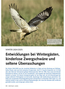 Auf diesem Bild sehen Sie das Produktbild fr VOGELWELT AKTUELL WINTER 2024/ 2025  ENTWICKLUNGEN BEI WINTER GSTEN, KINDERLOSE ZWERGSCHWN