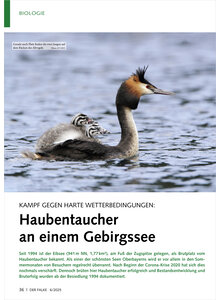Auf diesem Bild sehen Sie das Produktbild fr KAMPF GEGEN HARTE WETTERBEDING UNGEN HAUBENTAUCHER AN EINEM GEBIRGSSEE