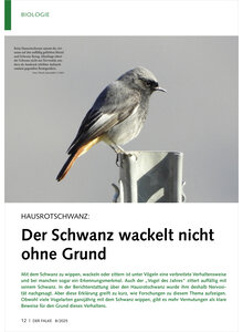 HAUSROTSCHWANZ DER SCHWANZ WACKELT NICHT OHNE GRUND