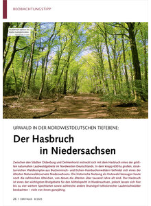 URWALD IN DER NORDWESTDEUTSCHE TIEFEBENE DER HASBRUCH IN NIEDERSACHSEN