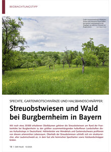 SPECHTE, GARTENROTSCHWNZE UND HALSBANDSCHNPPER STREUOBSTWIE SEN UND WALD BEI BURGBERNHEIM