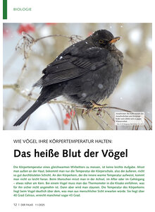 Auf diesem Bild sehen Sie das Produktbild fr WIE VGEL IHRE KRPERTEMPERA TUR HALTEN DAS HEISSE BLUT DER VGEL