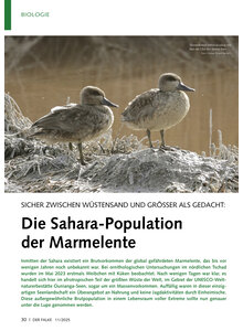 Auf diesem Bild sehen Sie das Produktbild fr SICHER ZWISCHEN WSTENSAND UND GRSSER ALS GEDACHT DIE SAHARA POPULATION DER MARMELENTE