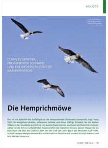 DUNKLES GEFIEDER PROMINENTER SCHNABEL DIE HEMPRICHMWE