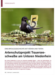 ERFOLGSGESCHICHTE ARTENSCHUTZ PROJEKT TRAUERSEESCHWALBE AM UNTEREN NIEDERRHEIN