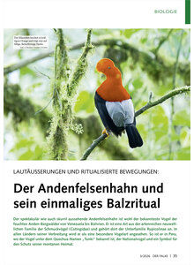 LAUT�USSERUNGEN UND RITUALISIE RTE BEWEGUNGEN DER ANDENFELSEN HAHN UND SEIN BALZRITUAL