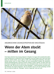 ABGEBROCHENE GESANGSSTROPHEN B BEI SINGV�GELN WENN DER ATEM STOCKT MITTEN IM GESANG