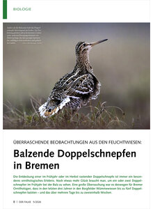 �BERRASCHENDE BEOBACHTUNGEN AUS DEN FEUCHTWIESEN BALZENDE DOPPELSCHNEPFEN IN BREMEN