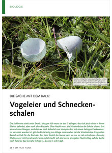 DIE SACHE MIT DEM KALK VOGEL EIER UND SCHNECKENSCHALEN