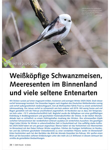 WINTER 2025/2026 WEISSK�PFIGE SCHWANZMEISEN MEERESENTEN IM BINNENLAND