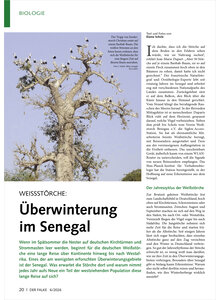 Auf diesem Bild sehen Sie das Produktbild f�r WEISSST�RCHE �BERWINTERUNG IM SENEGAL