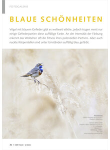 Auf diesem Bild sehen Sie das Produktbild f�r FOTOGALERIE BLAUE SCH�NHEITEN