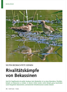 SELTEN BEOBACHTETE SZENEN RIVALIT�TSK�MPFE VON BEKASSINE N