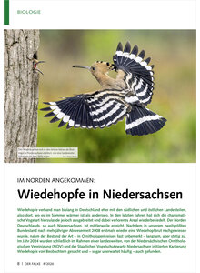 IM NORDEN ANGEKOMMEN WIEDEHOPFE IN NIEDERSACHSEN