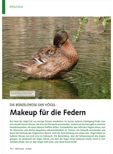 DIE B�RZELDR�SE DER V�GEL MAKEUP F�R DIE FEDERN