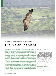 BEST�NDE �BERWIEGEND IM AUFWIND DIE GEIER SPANIENS