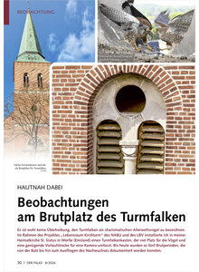 HAUTNAH DABEI BEOBACHTUNGEN AM BRUTPLATZ DES TURMFALKEN