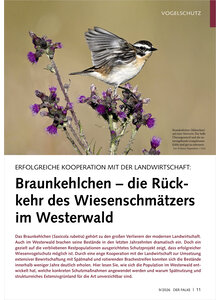 BRAUNKEHLCHEN DIE R�CKKEHR DES WIESENSCHM�TZERS IM WESTERWALD