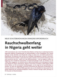NEUE SCHUTZBEM�HUNGEN DRINGEND ERFORDERLICH RAUCHSCHWALBEN FANG IN NIGERIA GEHT WEITER