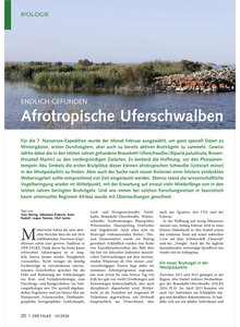 ENDLICH GEFUNDEN AFROTROPISCHE UFERSCHWALBEN BR�TEN AUF DEM NASSERSEE