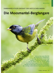 FARBENPR�CHTIGER ENDEMIT DER WESTLICHEN ANDEN MOOSMANTEL- BERGTANGARE