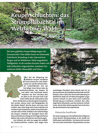 KEUPERSCHLUCHTEN: DAS STRMPFELBACHTAL IM WELZHEIMER WALD