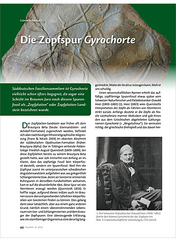 DIE ZOPFSPUR GYROCHORTE