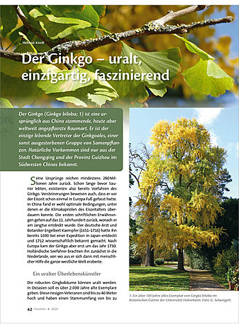 DER GINKGO - URALT, EINZIGARTIG, FASZINIEREND