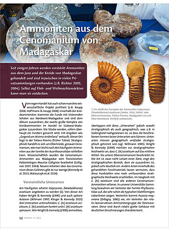 AMMONITEN AUS DEM CENOMANIUM VON MADAGASKAR