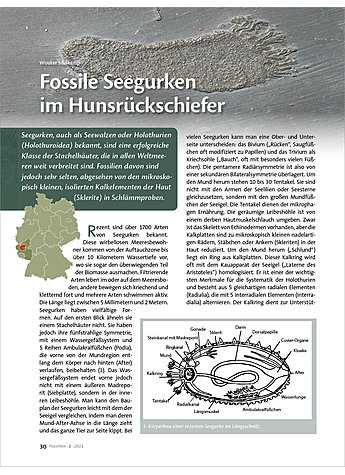 FOSSILE SEEGURKEN IM HUNSRCKSCHIEFER