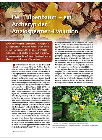 DER TULPENBAUM - EIN ARCHETYP DER ANGIOSPERMEN-EVOLUTION