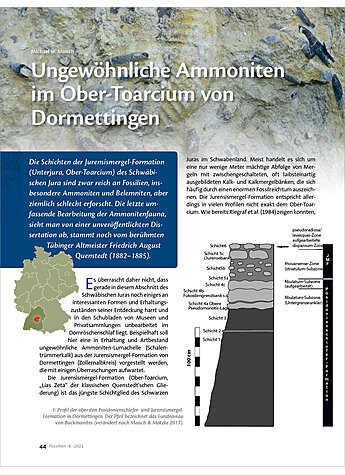 UNGEWHNLICHE AMMONITEN IM OBER-TOARCIUM VON DORMETTINGEN