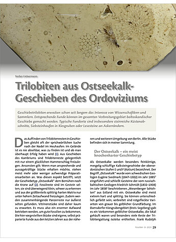 TRILOBITEN AUS OSTSEEKALK- GESCHIEBEN DES ORDOVIZIUMS