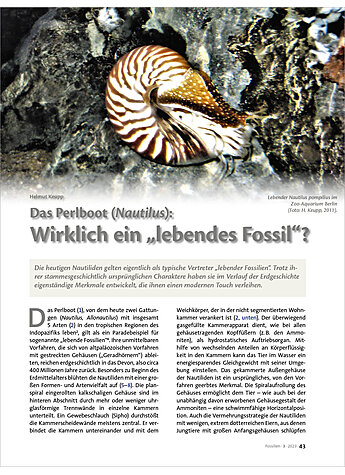 DAS PERLBOOT (NAUTILUS): WIRKLICH EIN LEBENDES FOSSIL ?