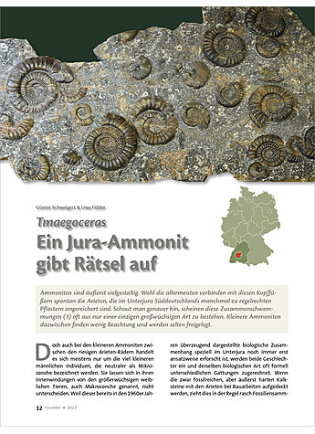 TMAEGOCERAS - EIN JURA-AMMONIT GIBT RTSEL AUF