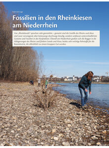 Auf diesem Bild sehen Sie das Produktbild fr FOSSILIEN IN DEN RHEINKIESEN AM NIEDERRHEIN