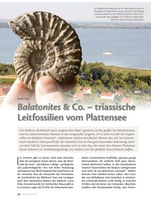 BALATONITES & CO. - TRIAS- SISCHE LEITFOSSILIEN VOM PLATTENSEE
