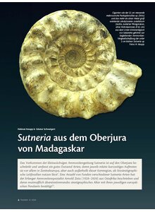 Auf diesem Bild sehen Sie das Produktbild f�r SUTNERIA AUS DEM OBERJURA VON MADAGASKAR