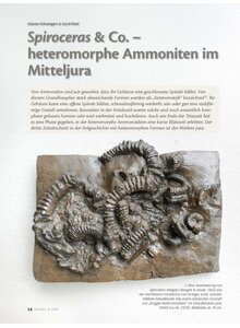 Auf diesem Bild sehen Sie das Produktbild f�r SPIROCERAS & CO. - HETERO- MORPHE AMMONITEN IM MITTELJURA